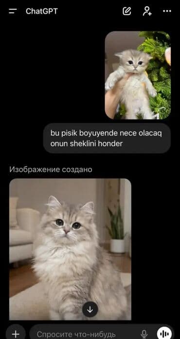 шотландская серебристая шиншилла купить: Şotland yastı qulaq — 9