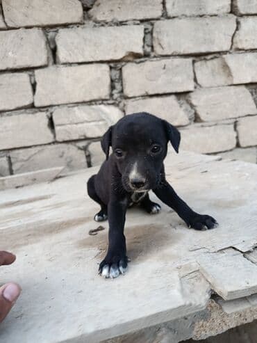 pitbul itlər: Питбуль, 1 месяц, Самец — 3