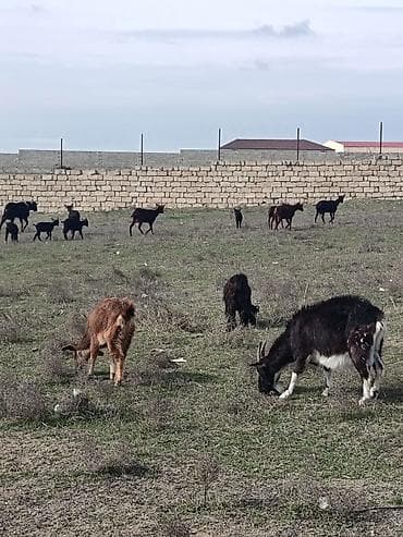 erkəy danalar: Alpin keçi sürüsü satılır. Qiymet 300 den başlayır — 10