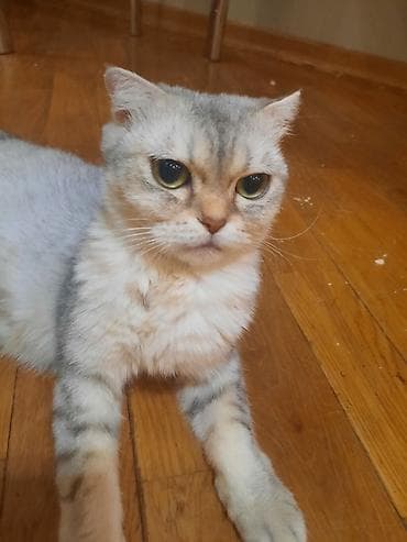 pişik sortları: Şotland yastı qulaq, Dişi, Yaxşı əllərə, Ünvandan götürmə — 6