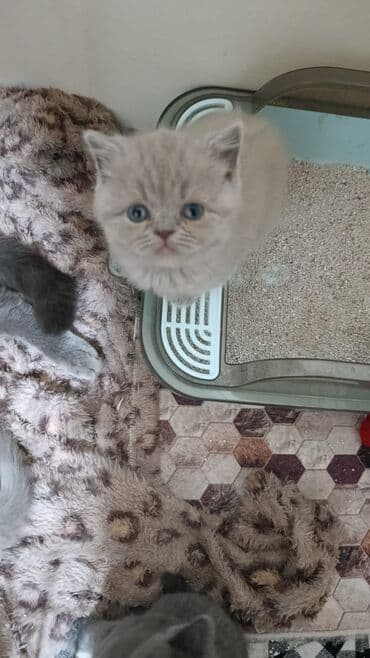 pisi: Şotland, Erkək, Ödənişli çatdırılma — 1