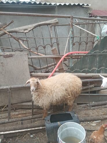 xacmaz heyvan bazari: Togludu disidi — 1