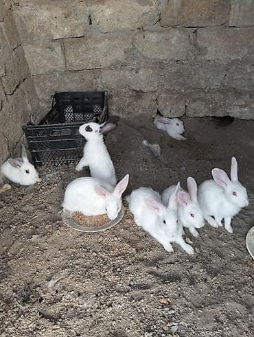 dovşan geyimi: Ev dovşanları – müxtəlif rəng və ölçülərdə - Ağ və ləkəli (qara‑ağ — 1