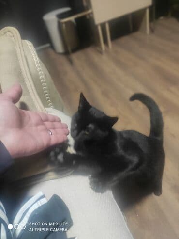 Erkək, Cütləşmə üçün lalafo.az -da Erkək, Cütləşmə üçün