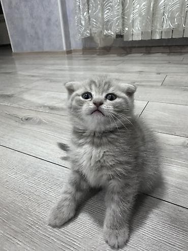 cins xoruz: Şotland — 1