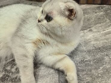 Akvariumlar: Şotland yastı qulaq, Dişi, Yaxşı əllərə — 4