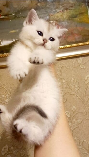 british pişik: Britan, Dişi, Erkək, Ünvandan götürmə — 5