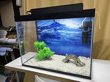 balıq tutmaq: Hazir ölcülərdə akvariumlar var Baliqlar var satişda Dekorlar — 3