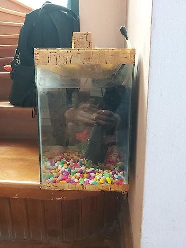 Şəxsi əşyalar: Axvarium. təxmini ölçüləri 500x400x250mm.işlək vəziyyətdədir.içində — 1