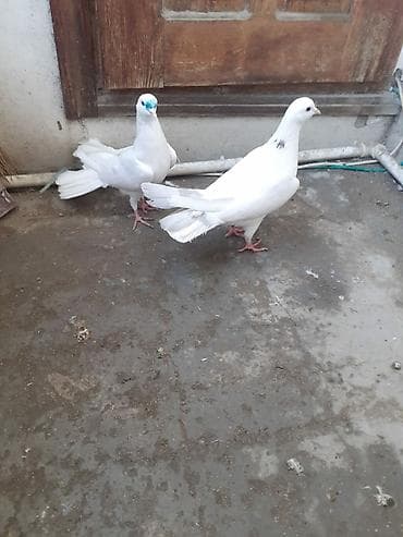 it satisi 2021: 18-19-20 tüklərdi.Tək tək qiymət fərqlidi.Hamısını götürən olsa üst — 1