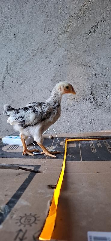 afçarka qiymeti: Salam. Yapon və İngilis cinsli, təmiz qan, sağlam heyratı çolpaları — 9