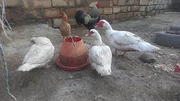 ordek bala: Düm ağ qar kimi Lal ordekler 2 fere 1 xoruz yumurtayan toyoqlarlada — 5