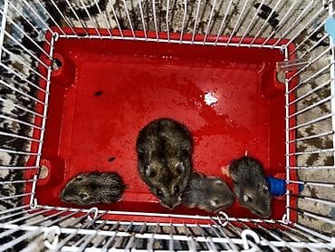 Yataqlar: 1 ədəd ana hamster 3 ədəd bala hamster 2 kletka biri böyük biri — 9