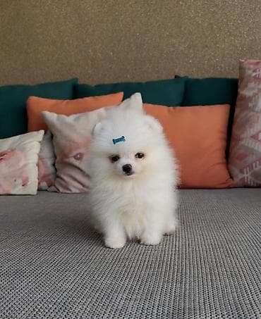 Lüğətlər: Şpitz, 2 ay, Dişi, Sənədli, Ünvandan götürmə — 1