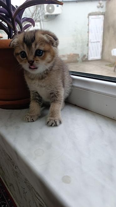 Şotland yastı qulaq