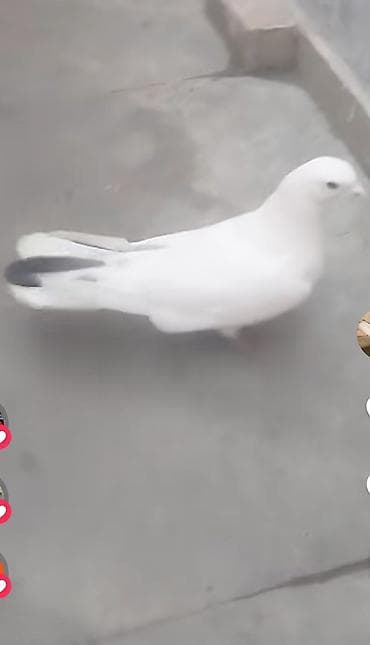 goyərcin: 1 tük erkəy qızğın erkeydi stoykalı uzun hündür 16 quyrug sağlam — 2