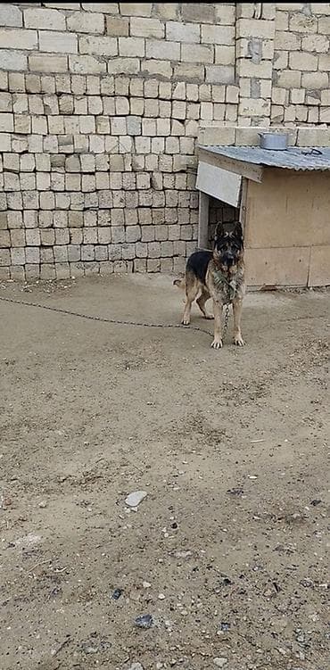 nemeski afcarka qiymeti: Alman çoban iti, Erkek — 4