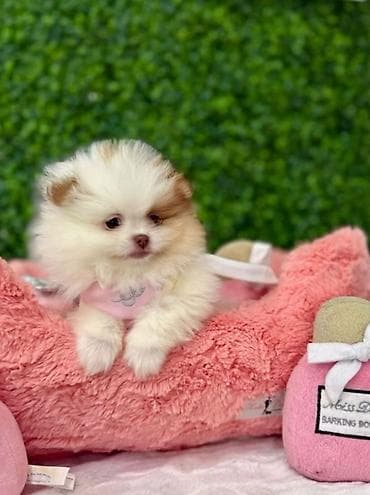 itlə barter: Şpitz, 1 ay, Erkek — 2