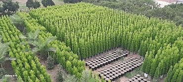 ağ kala: Limon şam ağacı– dekorativ iynəyarpaqlı Lelandra Sekas Finik Tuya — 1