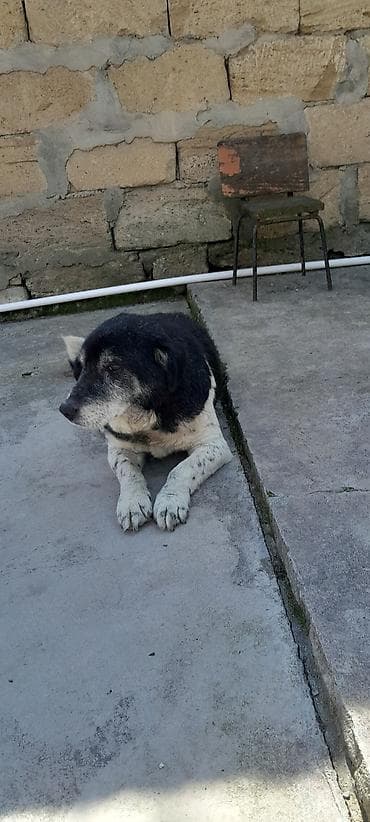 heyvan sahibləndirmə: 5 il, Erkek, Ünvandan götürmə — 2