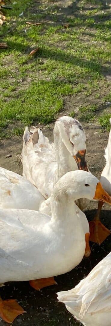 Atlar: Məhsul: Qaz (ağ və ləkəli rəng qazdi 1dene qalib tekdi die satdam — 2