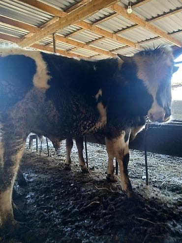 Телята: Super kök erkək danalardı kom satılır real alıcıya endirim oluncaq — 1
