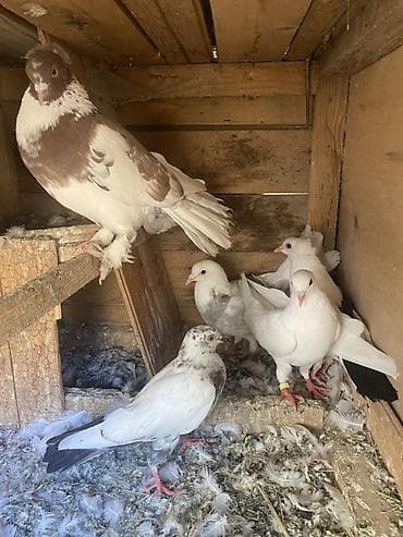 quş adları: Uçan quşdar 5dənə cəmi 20 manat hamsı tərgidilir - Fotoşəkildə görünən — 1