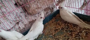 sağlam həyat sağlamlıq mərkəzi: Salam ilk ozce yazini hamisini oxuyun sonra elaqe saxliyin hardasa bir — 7