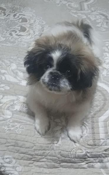 Pekines, 4 ay, Dişi, Peyvəndli, Ödənişli çatdırılma lalafo.az -da Pekines, 4 ay, Dişi, Peyvəndli, Ödənişli çatdırılma
