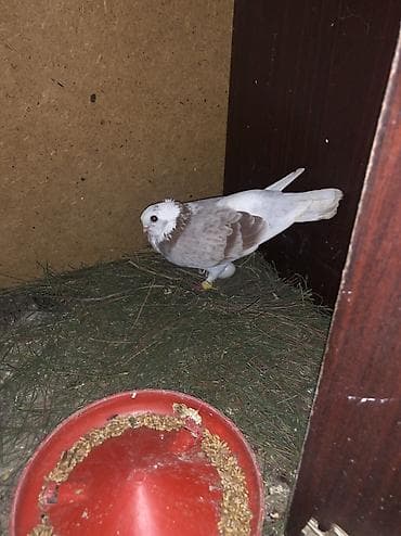 satılan atlar: Bango maya cute hazir yumurtlamagina soz ola bilmez .erkeyin pisik — 4