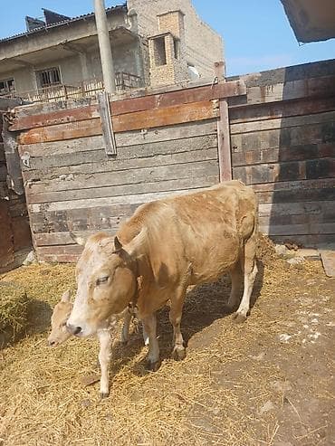 satdig quslar: Satılır: inək bala ilə. gune 8 litr sud verir.2 ci qarınadı — 3