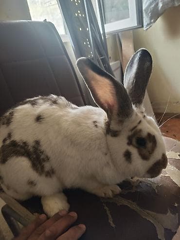 dovşanlar: Erkekdir 1 yasi var Bakida yeni suraxanda oluram super heyvandir — 2