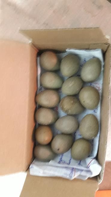 Cin bildircin mayali yumurtalari.rahatliqla inkubatorda cixilar ve