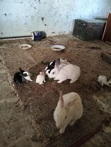 pomeranian spitz satilir: Şəkillərdə müxtəlif rəng və naxışlarda balaca dovşan balaları görünür — 7
