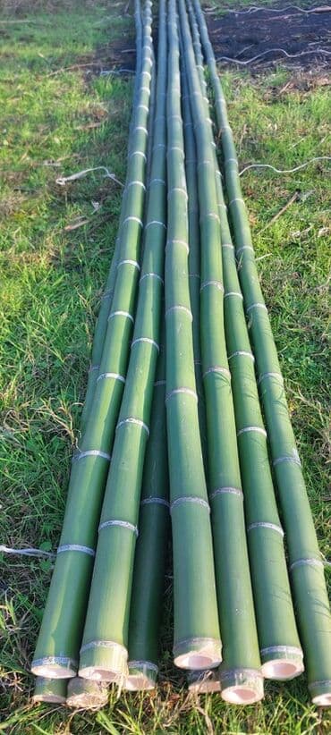 bambuk satisi: Bambuk şüaları – təbii, möhkəm və çoxməqsədli Məhsul təsviri: - — 3