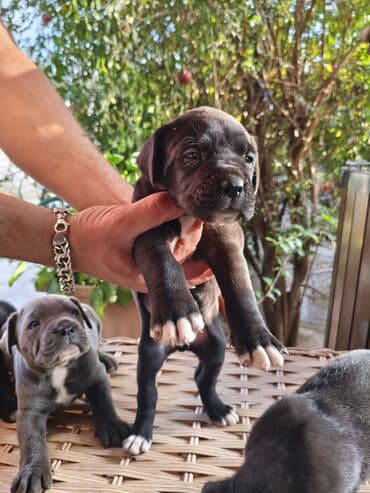 кане корсо цена: 1 ay, Peyvəndli, Ünvandan götürmə, Pulsuz çatdırılma, Ödənişli çatdırılma — 5