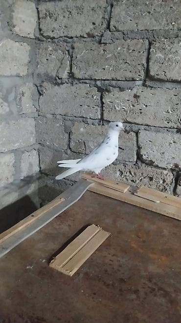 deve quşu: Sağlam erkəydi irandi mis kəkil maya olmadiği üçün satilir — 4