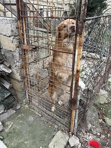 Digər darvaza aksessuarları: Dəmir Həyət darvazası, Yana açılan, 1 m, Mexaniki, Şəbəkə ilə, Kredit yoxdur — 2