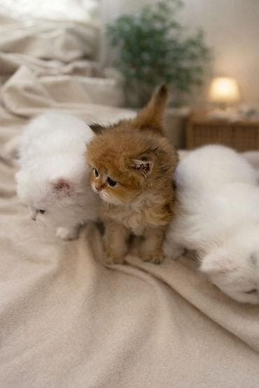 pişik evləri: 👑 Elite Golden Chinchilla balaları – ağ, qızılı və pələng naxışlı Ev — 5