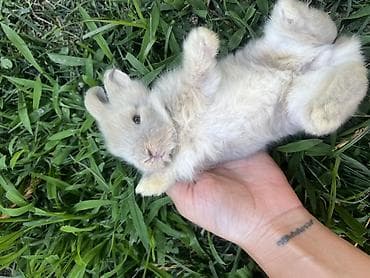 cat ruletka: Çox gözəl və nadir rəngə sahib Holland Lop balası satılır. ✅ 1 — 4