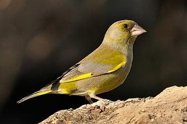 Məhsul: Yaşıl qırğılı (European Greenfinch, Chloris chloris) – ev