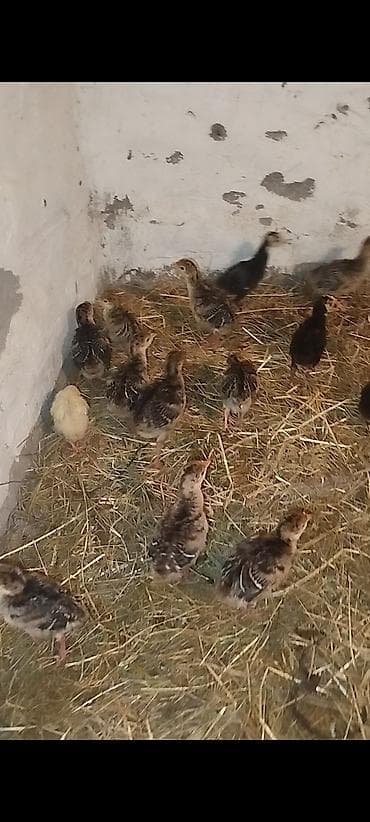 kangal satisi: Hinduşka cücələri satılır, 12 ədədi 10 günlük, 4 ədədi 5 günlük — 5