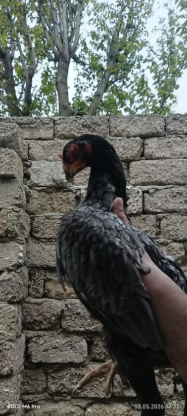 çöl toyuğu: Toyuq, Damazlıq — 5