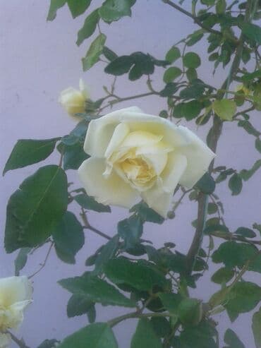 Ağ sarmaşıq qızıl gül gözəl görnümlü çox sürətlə böyüyür