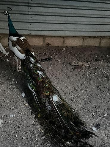 qizil qus: Məhsul: Tavus quşu (erkək, uzun quyruqlu) Təsvir: - Nadir rəng — 2