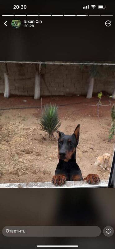 доберман купить: Doberman, 1 il, Erkek, Peyvəndli, Ünvandan götürmə — 1