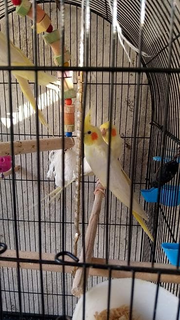 Korella qiymət rənginə gorə dəyisir əl quslari vitaminlərlə bəslənir