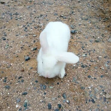 ereb dovşanı: Holland lop dovşanlar 3 böyük 2 bala. balanın biri 15azn böyüyün — 5