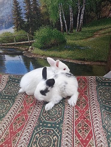 toyug satisi: Dovşan yemi 1kq 2-azn Bala Dovşanlar 5-azn Topdan Tək tək satışı 10 — 10