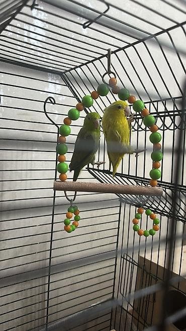 ucuz papuqay satisi: Məhsul: Kiçik paraket/forpus cütü Təsvir: - Növ: Cırtdan papuqay — 2